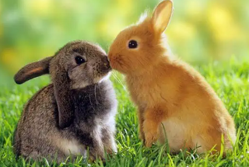 兔和兔的婚姻怎么样 兔和兔的婚姻合不合适