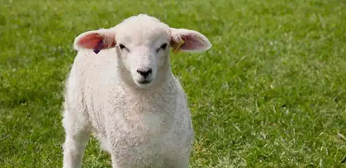 羊和羊能相配吗(羊和羊能相配吗)