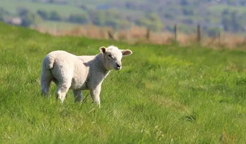 羊年是哪一年出生的 羊年是哪一年