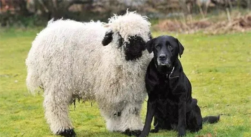 属羊人和属狗人合不合 属羊的可以生狗宝宝吗